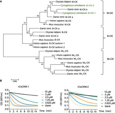 Tongue sole creatine kinases function as DAMP and activate antimicrobial immunity via TLR2